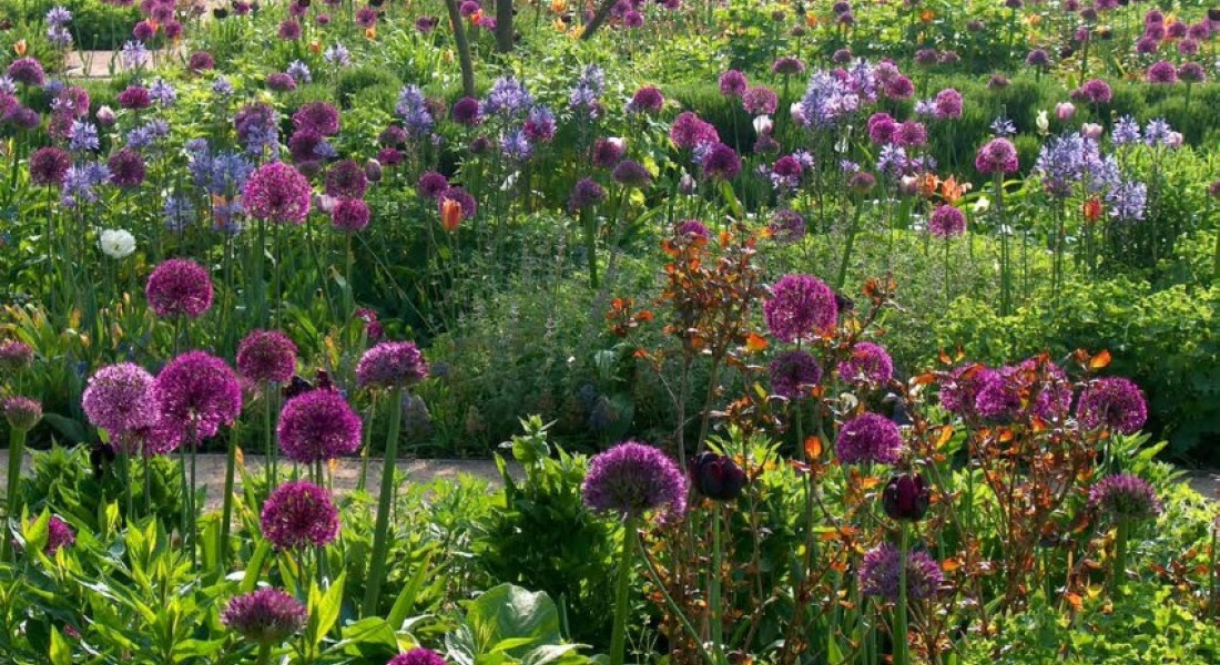 Bollenwijzer: toveren met bloembollen en vaste planten
