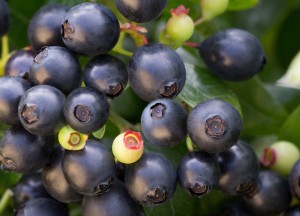 Tuinidee! Snoepen uit eigen tuin - 