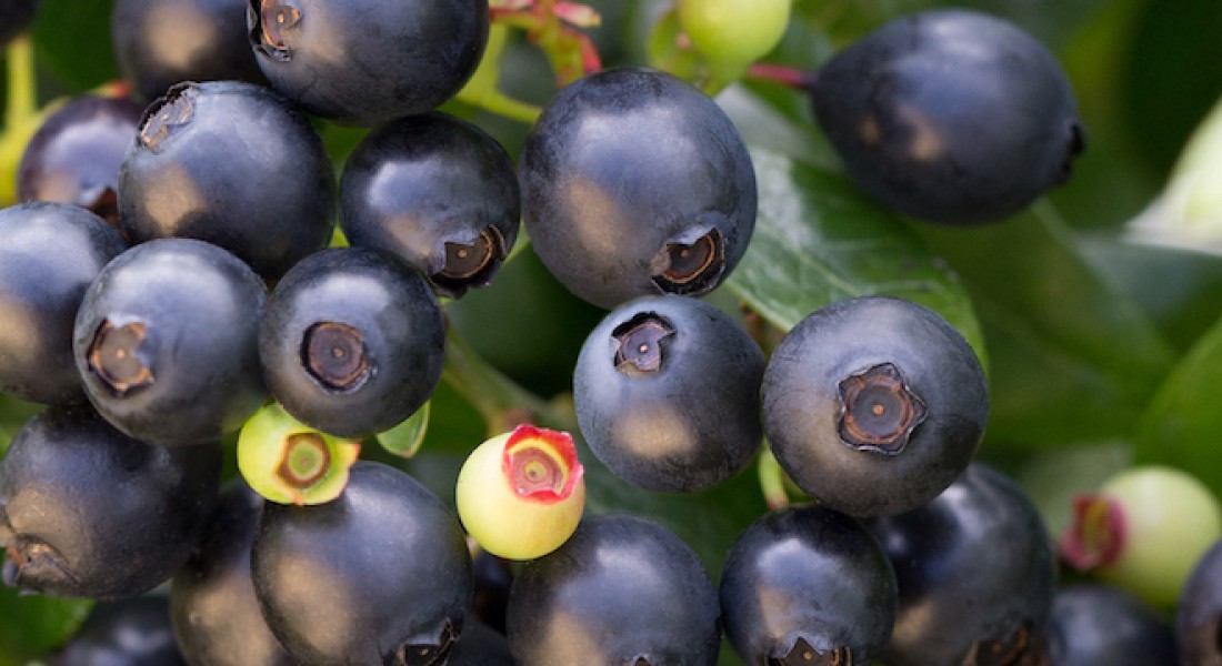Tuinidee! Snoepen uit eigen tuin