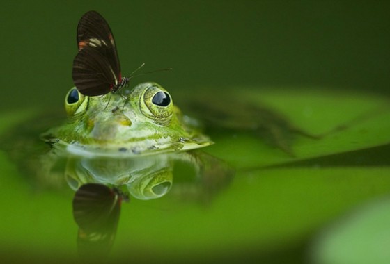 Diervriendelijke tuinen - Gardena