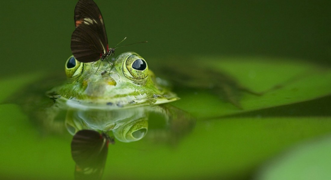 Diervriendelijke tuinen
