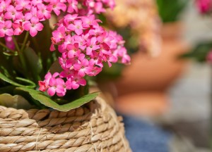 Terrastoppers met geheime krachten - 