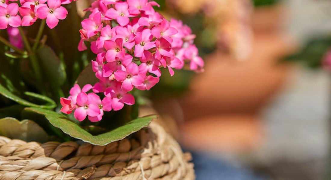 Terrastoppers met geheime krachten