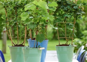 Tuinplant van juni: klimfruit - 