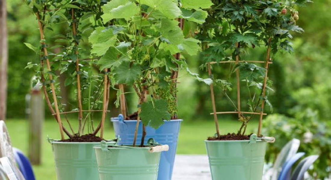 Tuinplant van juni: klimfruit