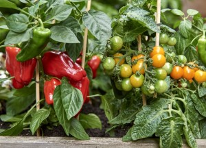 Vertical gardening met groenteplanten - 