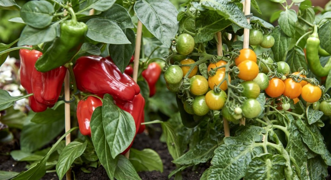 Vertical gardening met groenteplanten