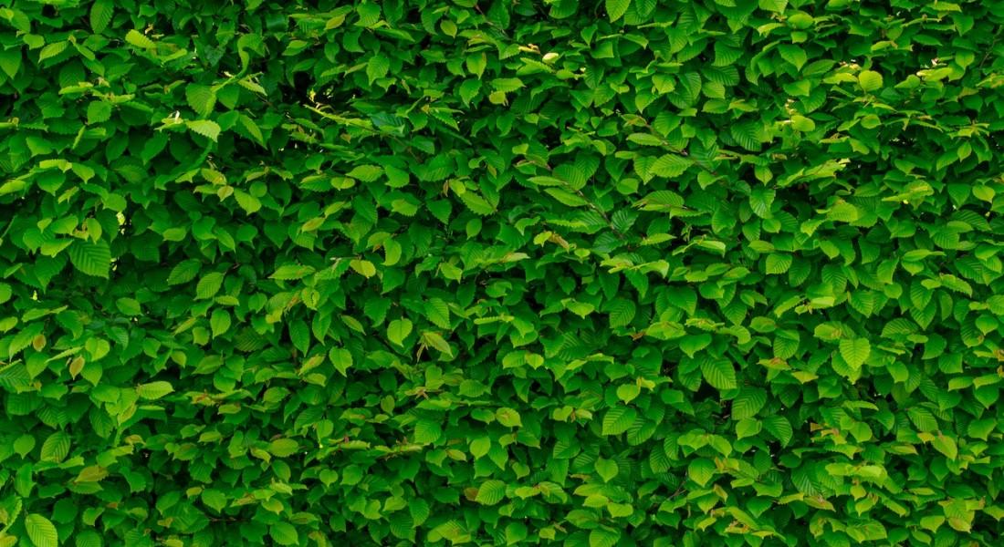 Kun je in het najaar haagplanten in de tuin zetten?