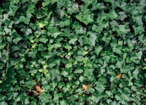 Alles wat je moet weten over haagplanten - 