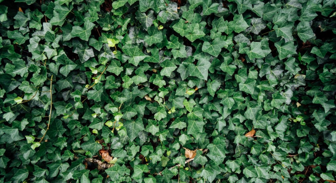 Alles wat je moet weten over haagplanten