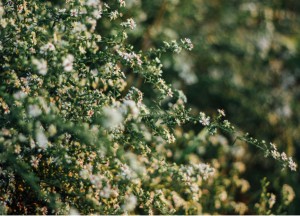Mooie bloeiende haagplanten voor in de tuin - 