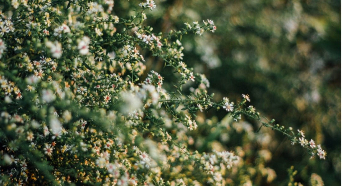 Mooie bloeiende haagplanten voor in de tuin