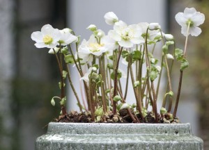 Winterwonderland - tuinplanten voor de winter - 