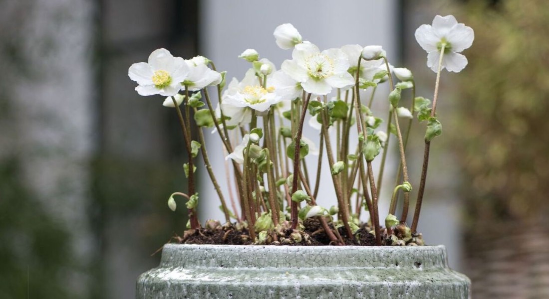 Winterwonderland - tuinplanten voor de winter