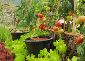 De tuin klaarmaken voor de toekomst - 