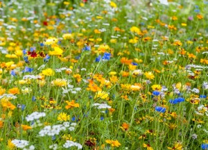 Nu zaaien voor bloemen, bijen en een betere bodem - 