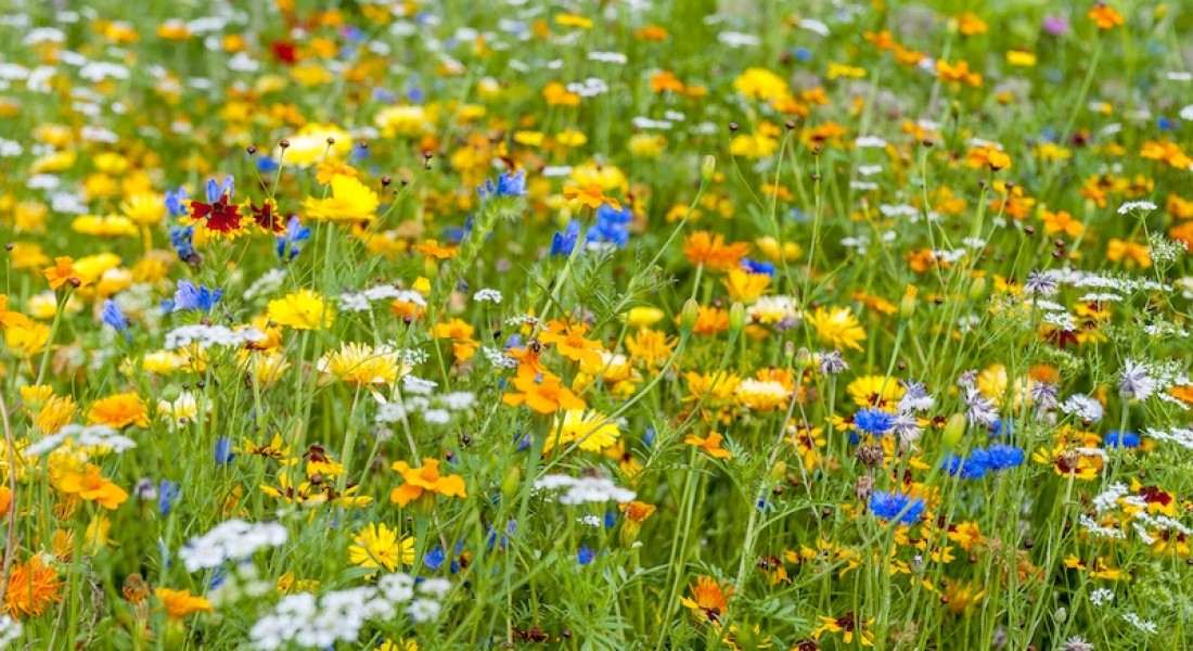 Nu zaaien voor bloemen, bijen en een betere bodem