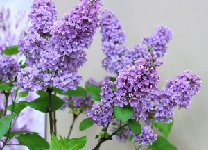 Zo zorg je voor meer levendigheid in je tuin - 