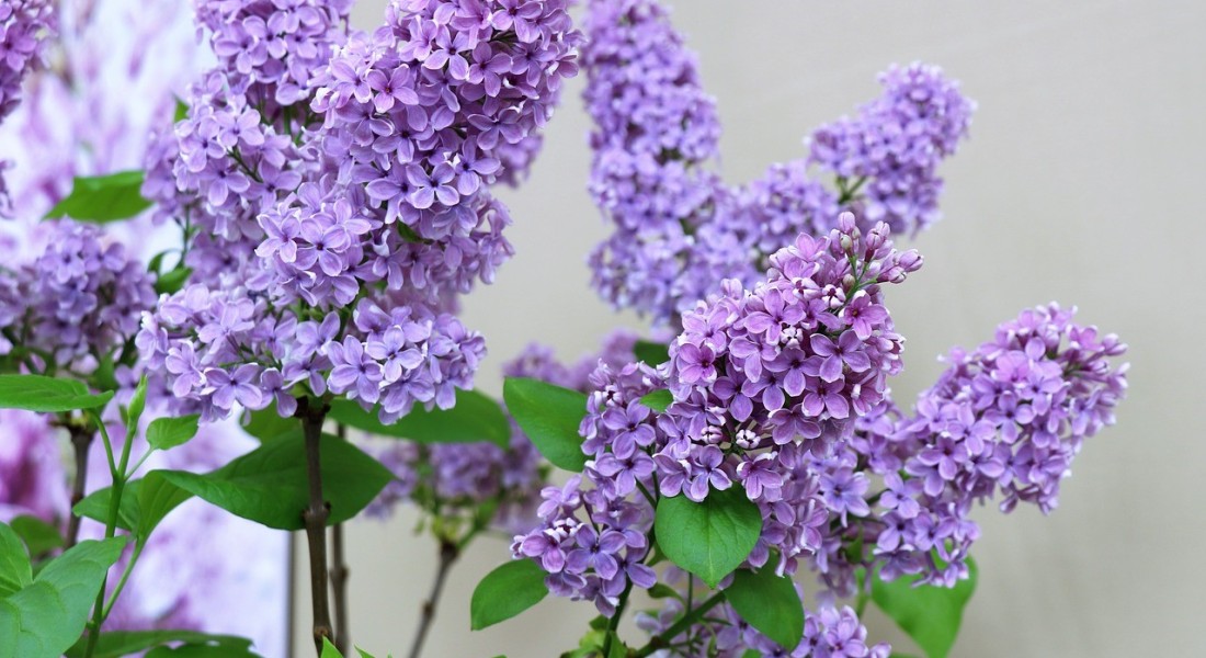 Zo zorg je voor meer levendigheid in je tuin