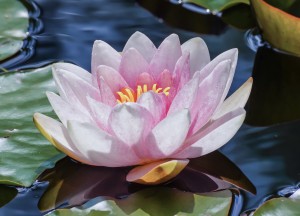 5 tips voor de perfecte vijver - 