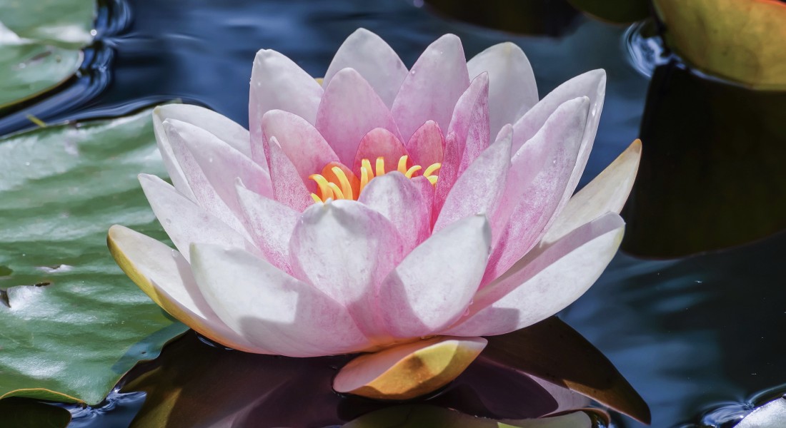 5 tips voor de perfecte vijver