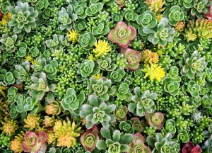 Een groendak op je tuinhuis, schuur of overkapping - 