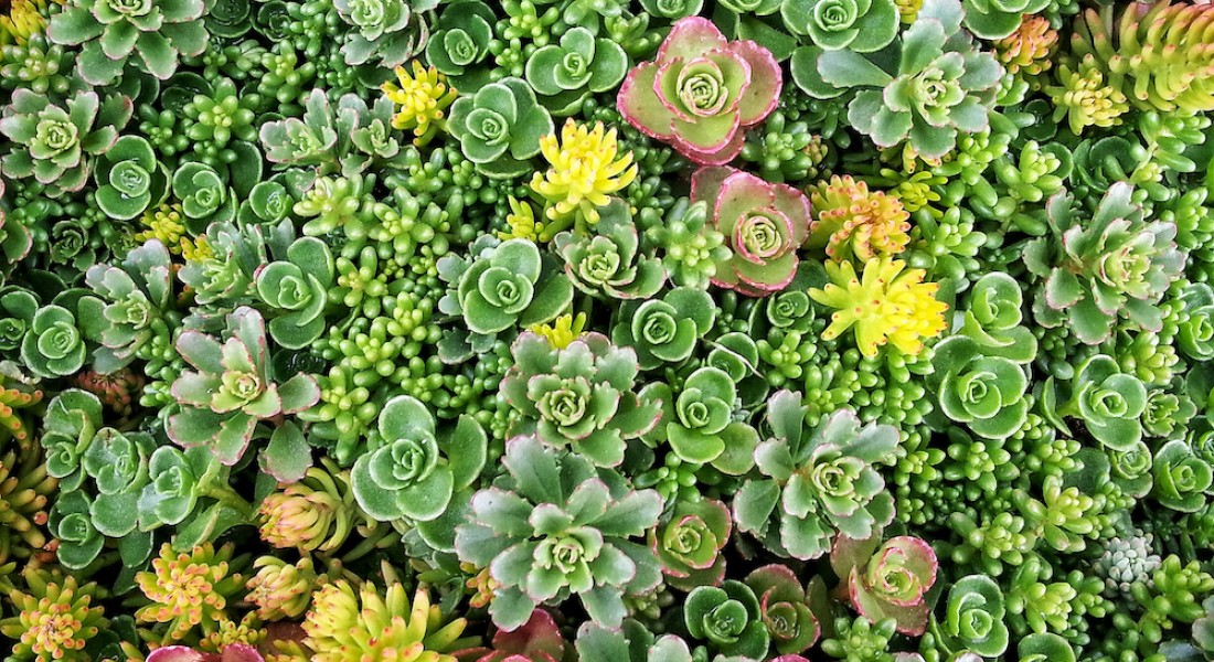 Een groendak op je tuinhuis, schuur of overkapping