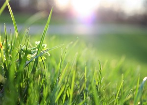 Je gazon opknappen in de lente - 4 praktische tips - 