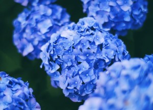 De populairste tuinplanten van dit moment - 