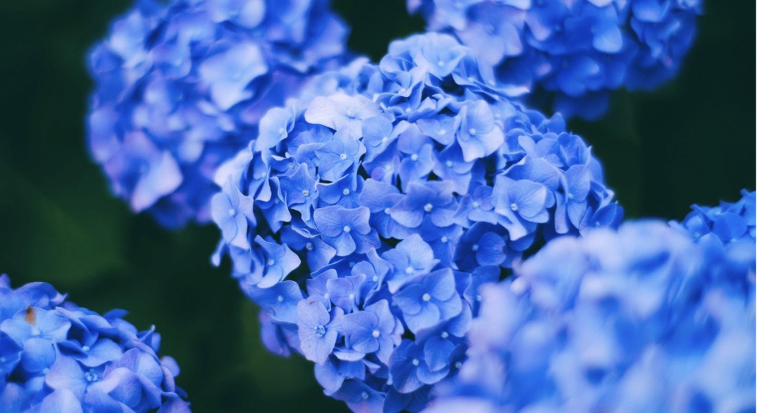 De populairste tuinplanten van dit moment