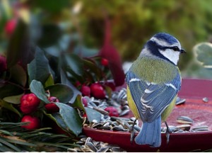 Met een mooie tuin richting de winter - 