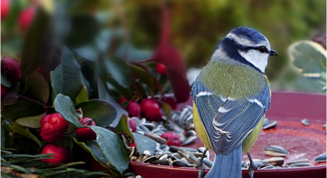 Met een mooie tuin richting de winter