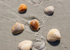 Duurzame schelpen isolatie | Isoschelp