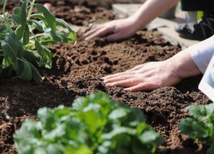 Goede tips om meer uit je tuin te halen - 