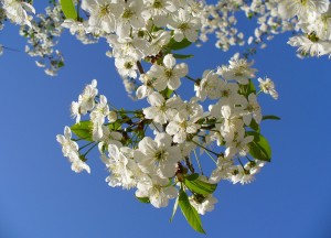 Zo plant je het beste een boom - 