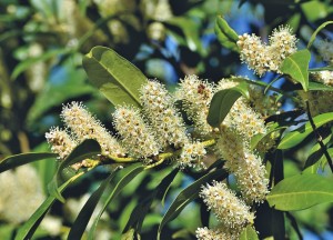 Portugese laurier haag kopen - 