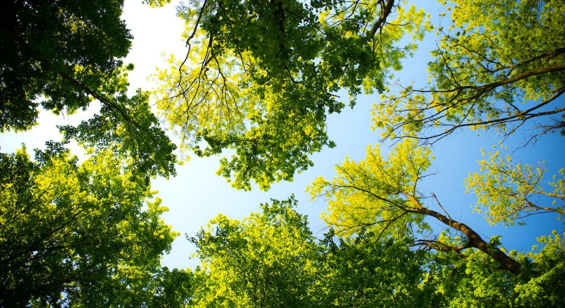 Dit zijn de redenen waarom het slim is om bomen in je tuin te hebben