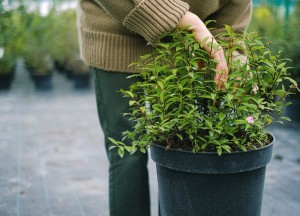 Maak je tuin klaar voor de winter met deze tips! - 