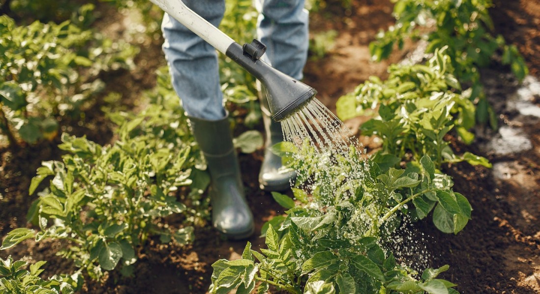 Tuinonderhoud voor beginners: taken om je tuin gezond te houden