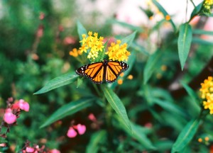 Planten voor de tuin kiezen: zo doe je het! - 