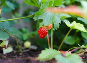 Milieuvriendelijk tuinieren met biologische producten - 
