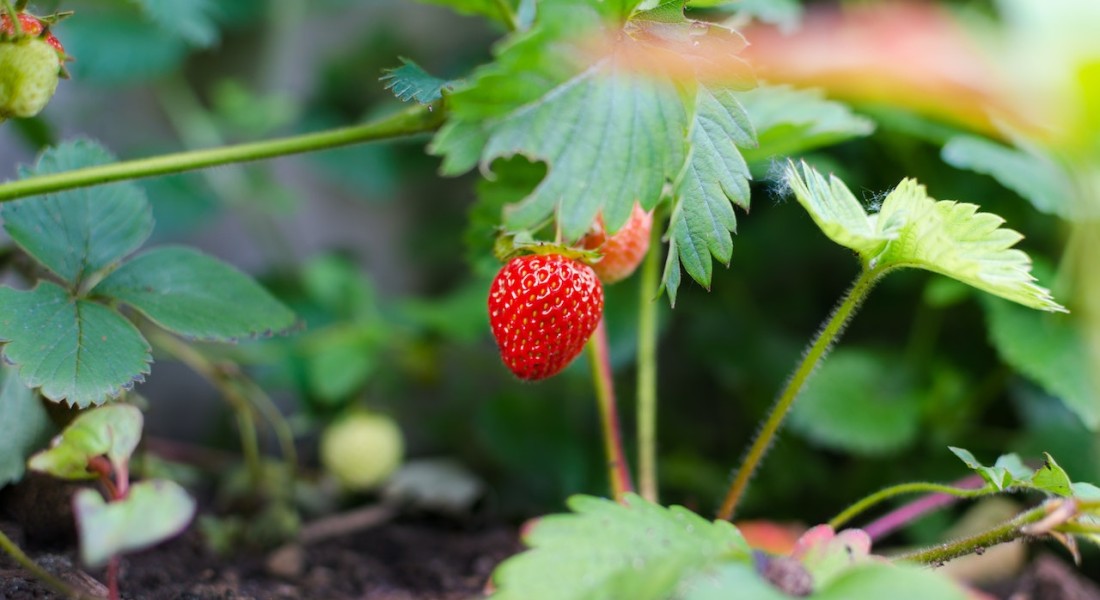 Milieuvriendelijk tuinieren met biologische producten