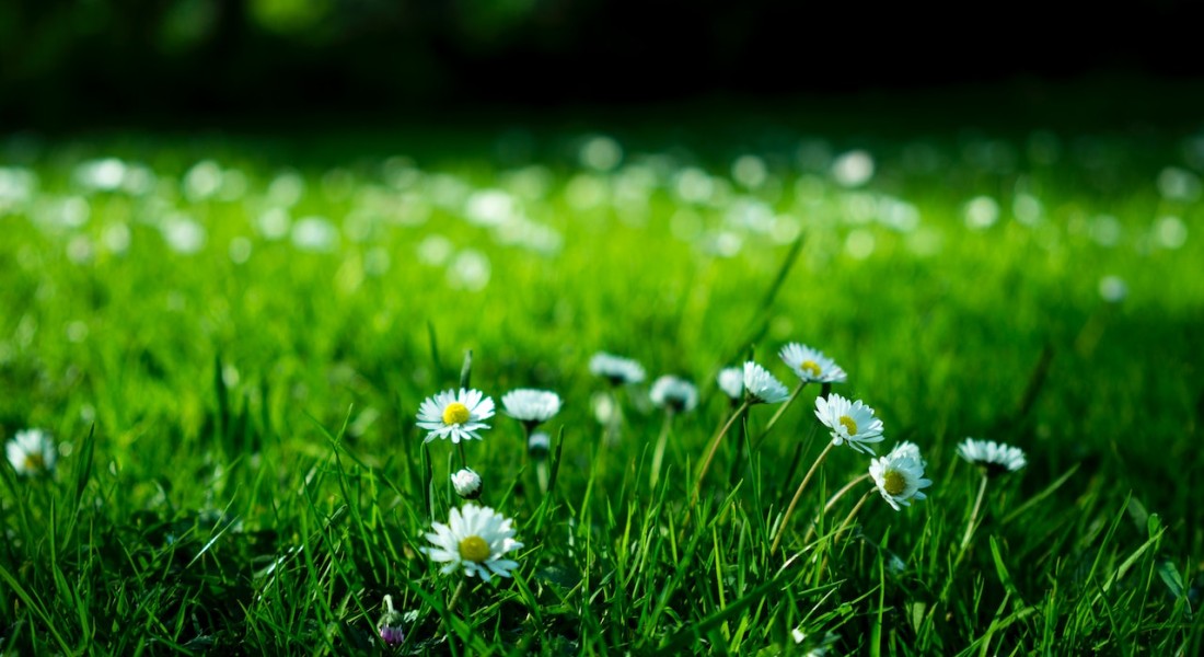 Bosmaaiers: Dé ultieme hulp bij groenonderhoud