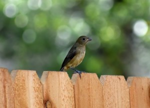 Hekwerk voor privacy: scherm je stijlvol af! - 