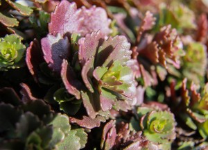 Makkelijk te onderhouden vaste planten: geniet van schoonheid met minimale inspanning - 