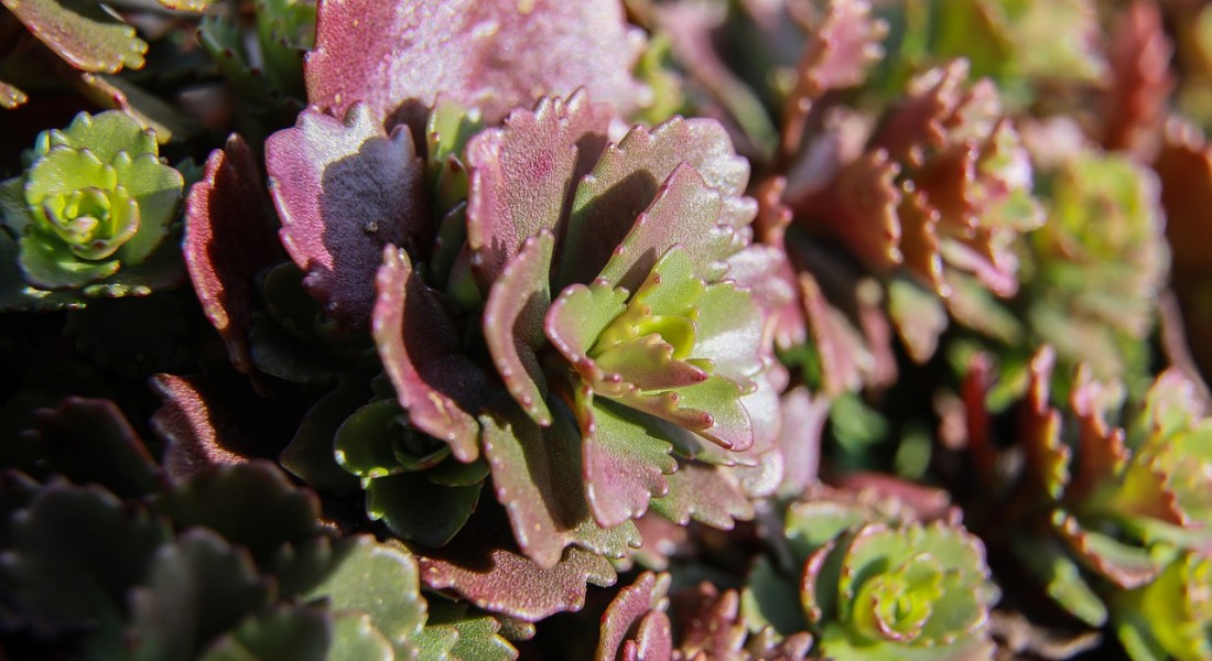 Makkelijk te onderhouden vaste planten: geniet van schoonheid met minimale inspanning
