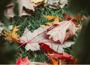 Tuintips voor de herfst: onderhoud en uitstraling - 