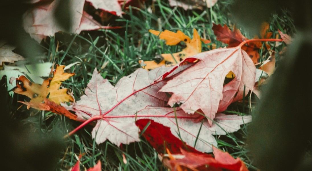 Tuintips voor de herfst: onderhoud en uitstraling