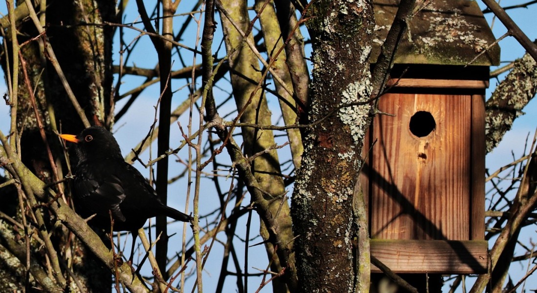 Een groene oase: het Zaans vogelhuisje