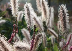 Een natuurlijke tuin - 